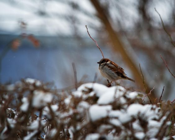 House sparrow on snow covered tree branch