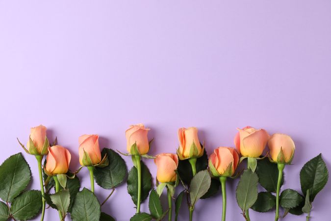 Beautiful fresh pink roses on color background, space for text