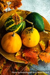 Bowl with fall gourds and leaves 5qgpjb