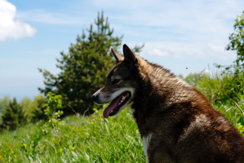 Profile happy dog in green field with mountains