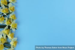 Yellow daffodil flowers for easter holiday on sky blue setting bY1xNb