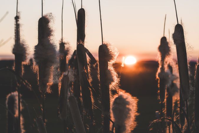 Reeds with fluffs at sunset