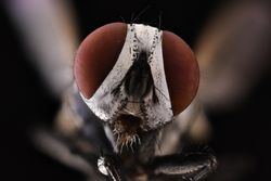 Flies head with big brown eyes on sides