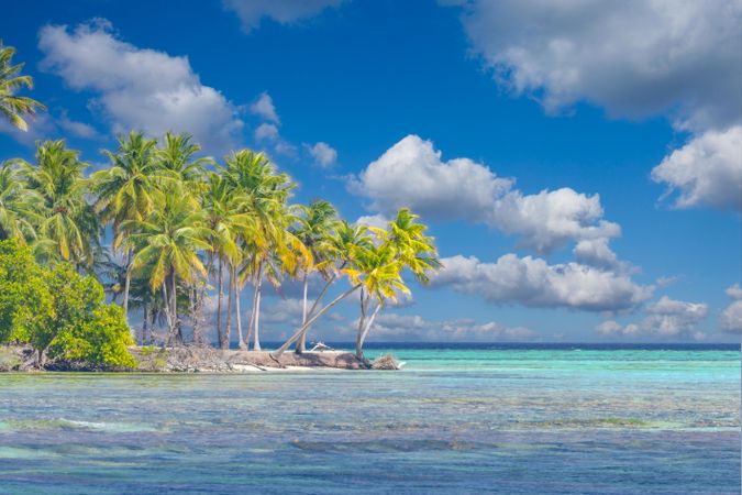 Row of palm trees near the water