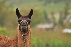 Brown alpaca outdoor