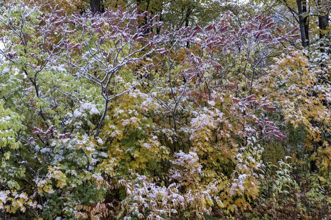 New snow atop fall colors in McGregor, Minnesota