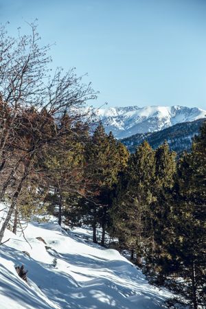 Picturesque view of mountains with forest in snow