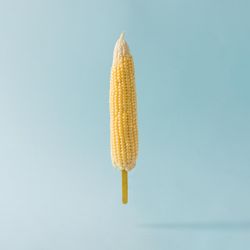 Corn in stick on pastel blue background