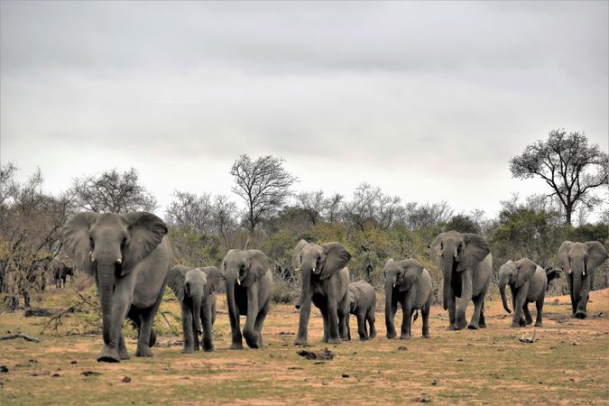 Gray elephants on brown field