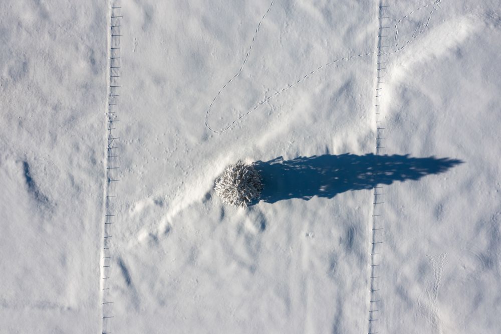 Fir tree minimalist on a snow-covered valley, aerial image in the Bavarian Alps, Germany