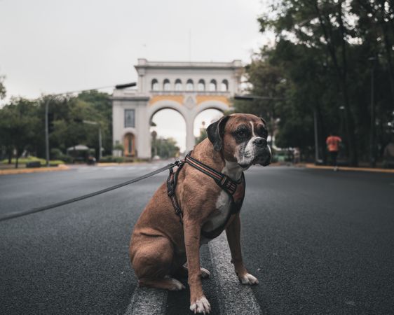 Boxer dog sitting on road in street