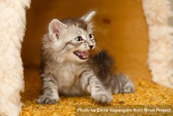 Cute grey striped kitten with mouth open 48RZX0