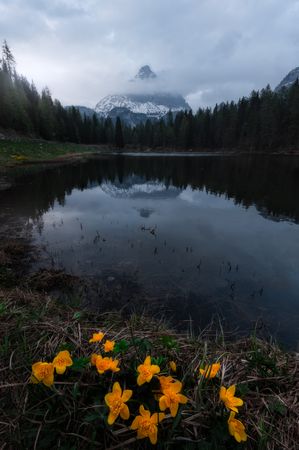 Bright yellow flowers in meadow surrounded by forest and mountains