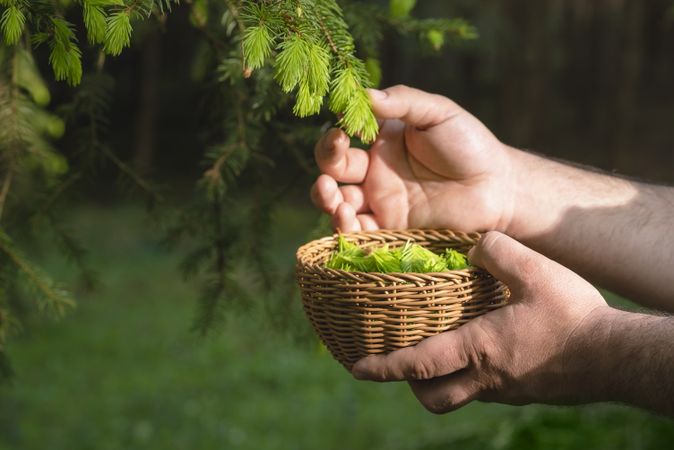 Collecting fir buds in a basket