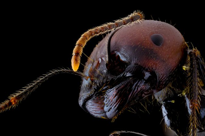Dark brown ant with glossy belly and legs