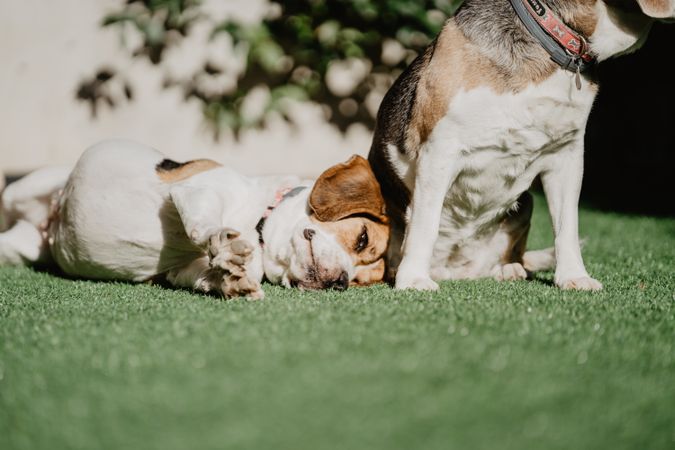 Cute beagles on lawn in yard
