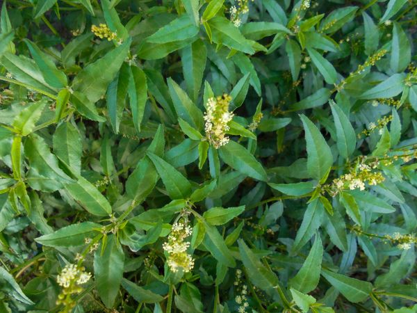 Croton bonplandianus Baill