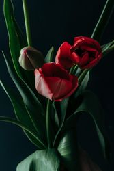 Three red tulip flowers in bouquet on dark background