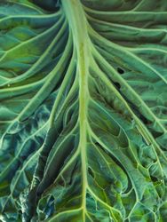 Green leaf of plant with uneven surface