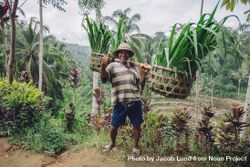 Full length shot of older farmer carrying a yoke on his shoulders with cut grasses 4Bvld4