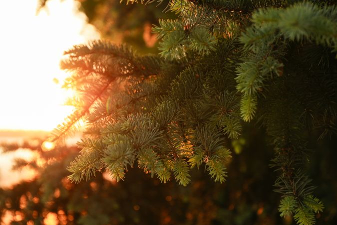 Pine tree, close up. Outdoor photo. Sunset