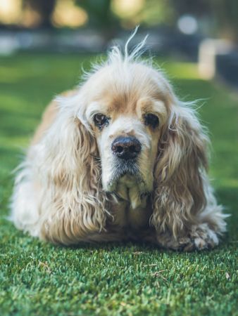Funny dog lying on ground between plants