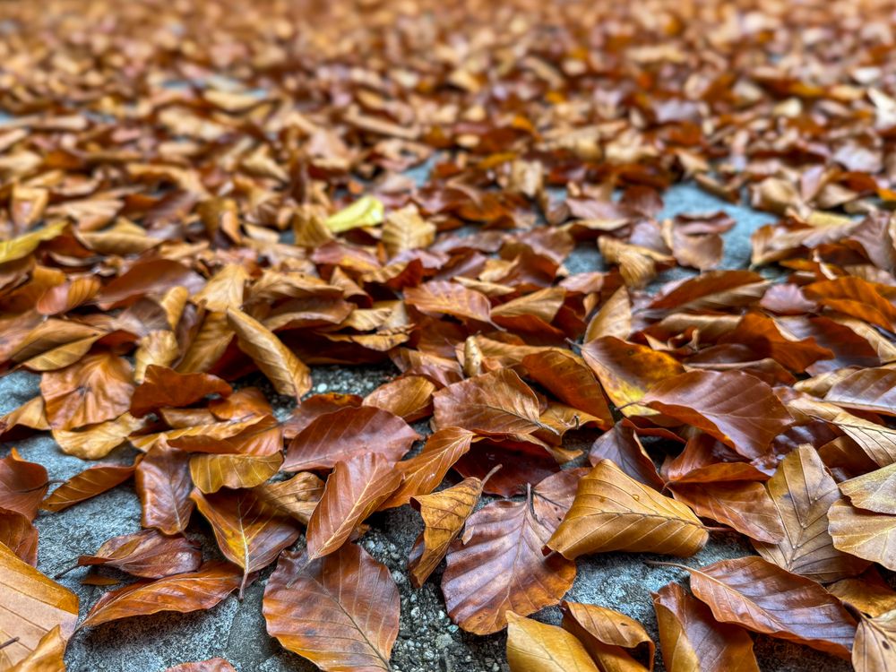 A carpet of fallen leaves