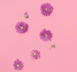 Summer scene with pink daisy flower submerged in paint
