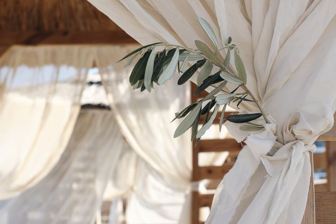 Closeup of green olive tree branch hanging in organza curtain
