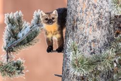 Adorable marten in a tree