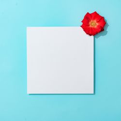 Red rose on pastel blue background with paper card