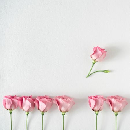 Row of pink roses and leaves