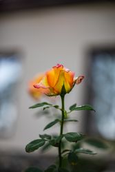 Blooming rose in a garden