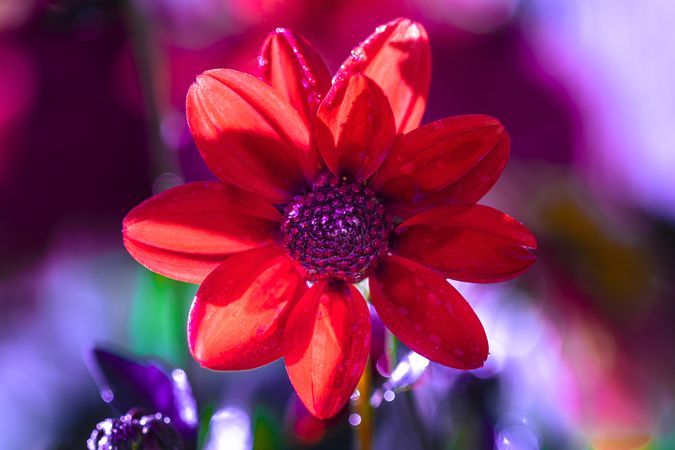 Red flower with purple interior