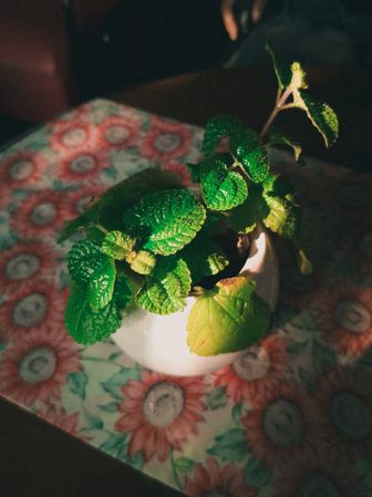 Aesthetic Small Green Mint Plant in Pot on Table Illuminated by Sunlight