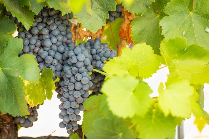 Vineyard with Lush, Ripe Wine Grapes on the Vine Ready for Harvest