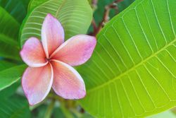 Plumeria frangipani flowers in nature, Frangipani