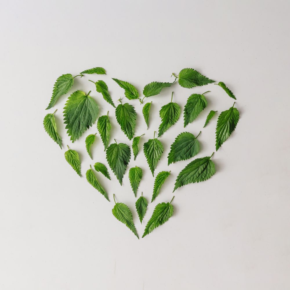 Nettle leaves in shape of heart on light background - Free Photo (4Bqax5) -  Noun Project