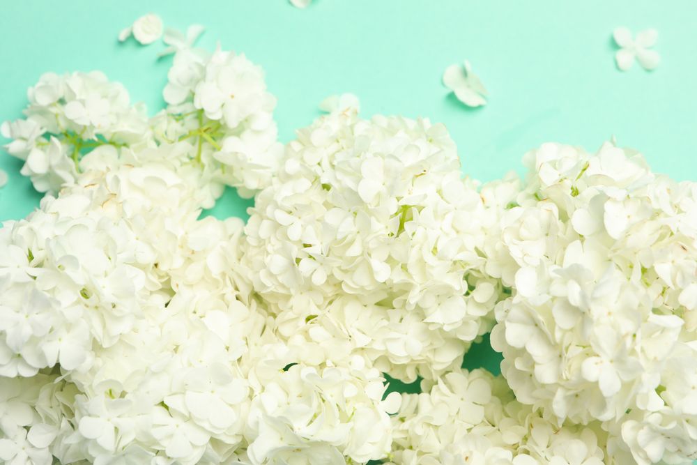 Beautiful hydrangea flowers on mint background. Spring plant