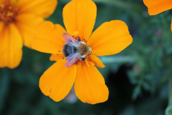 Bee on orange petaled flower