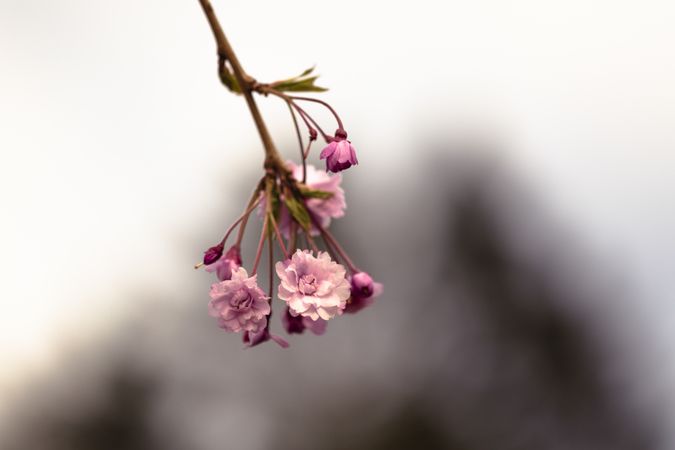 Thin tree branches with feathery pink cherry blossom flowers