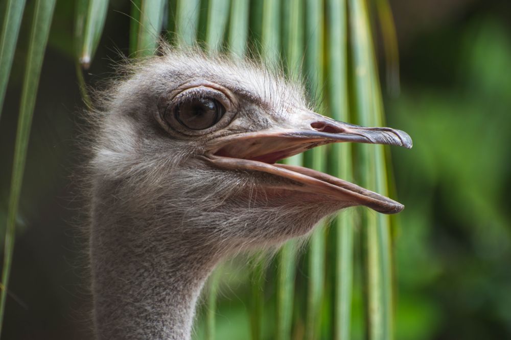 Close-up of ostrich head