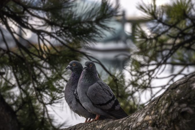 Pigeons couple on tree branch