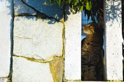 Cat behind fence in garden