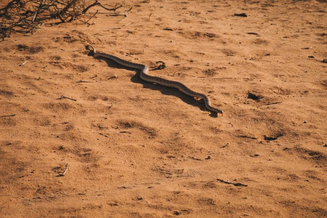 Snake slithering on sand in desert