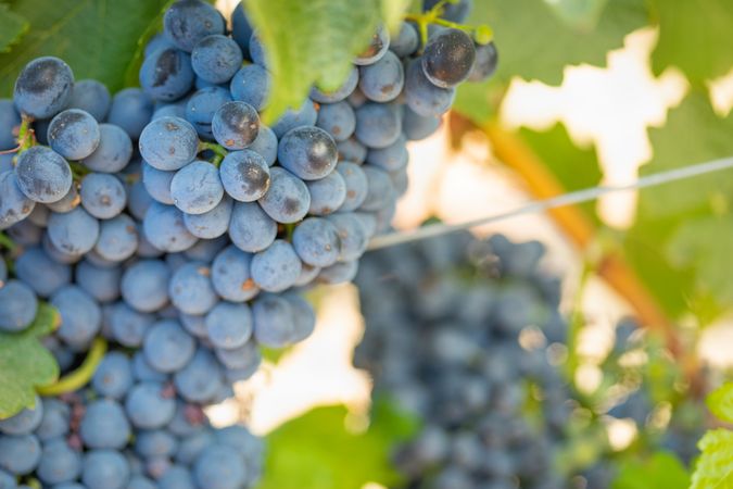 Vineyard with Lush, Ripe Wine Grapes on the Vine Ready for Harvest