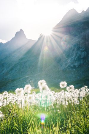 Fluffy dandelions on lawn in sunlight of rocky mountains under bright sky