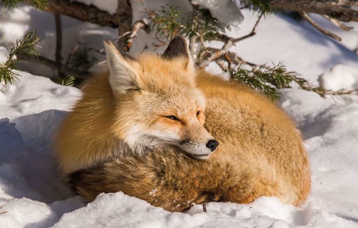 Red fox sleeping on snow covered ground