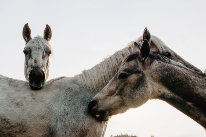 Funny horses on meadow