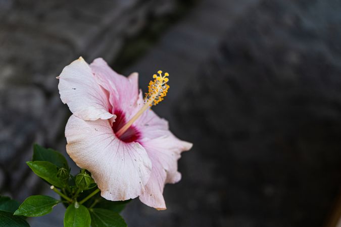 Beautiful pink hibiscus flower in the pot